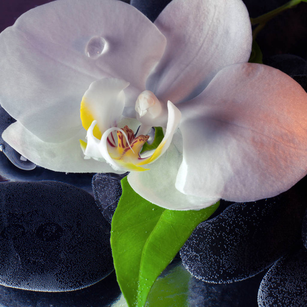 Delicada orquídea blanca - de cerca
 - Foto, imagen