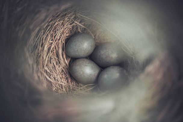 Niebieskie jajka w gniazdo ptaka lasu  - Zdjęcie, obraz