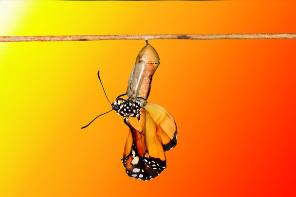 butterflies, pupae and cocoons are suspended. Concept transformation of Butterfly - Photo, Image