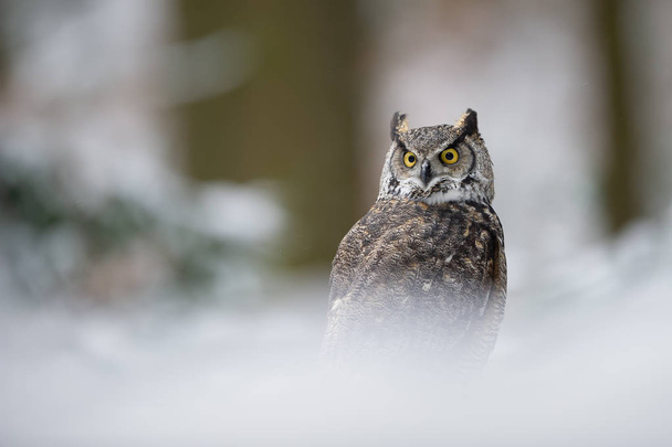Büyük Boynuzlu Baykuş kış orman - Fotoğraf, Görsel