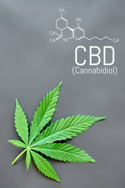 CBD cannabis formula. CBD oil cannabis extract, medical hemp con - 写真・画像
