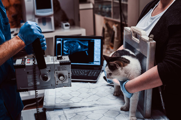 Ветеринары делают рентгеновские снимки больной кошки на столе в ветеринарной клинике
. - Фото, изображение