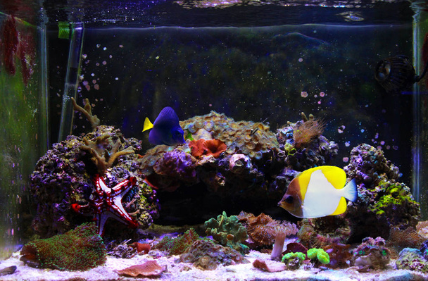 Μωβ Tang και πυραμίδα ψάρια πεταλούδα - Φωτογραφία, εικόνα