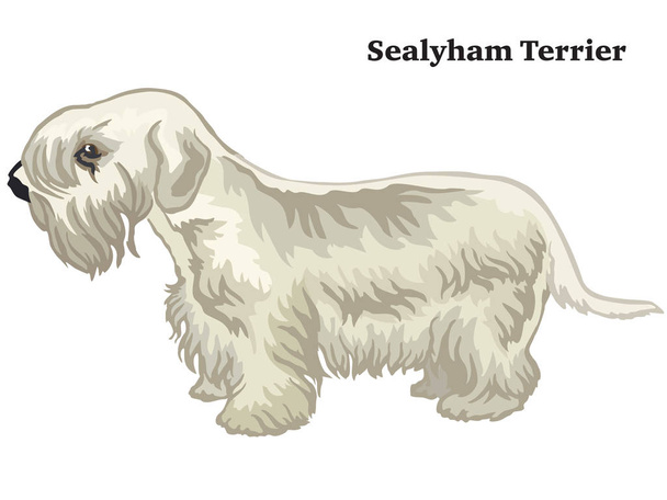 Barevné Dekorativní stojící portrét Sealyham teriér vektoru  - Vektor, obrázek