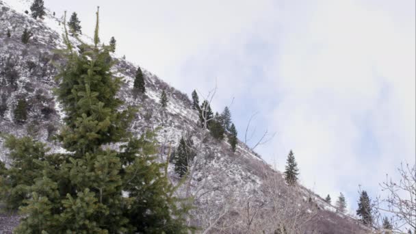 View of hillside with pine trees and snow as clouds move through the sky. - Metraje, vídeo