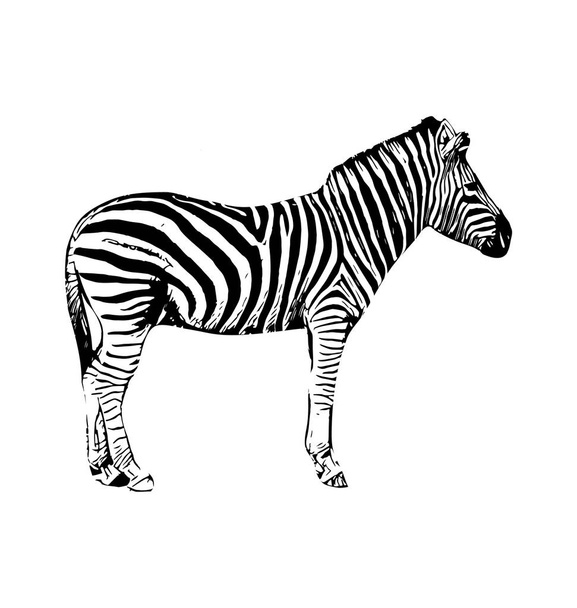 Illustrazione grafica disegnata a mano vettore zebra su sfondo bianco
 - Vettoriali, immagini