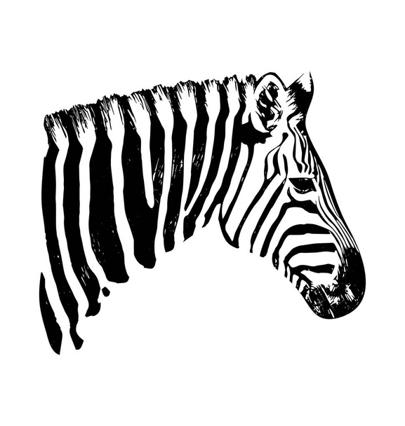 Zebra vector hand drawn graphic illustration on white background - Vector, afbeelding