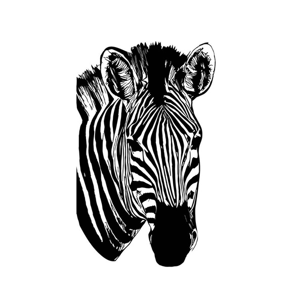 Zebra vector hand drawn graphic illustration on white background - Vector, afbeelding