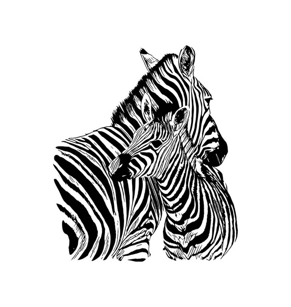 Zebra vektor kézzel rajzolt grafikus ábrája fehér háttér - Vektor, kép