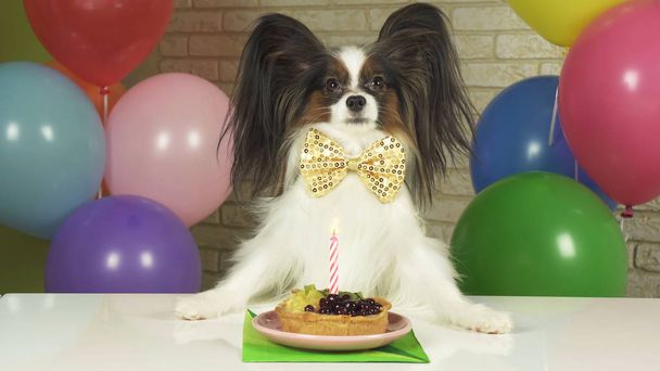 Ausgefallener Hund Papillon isst Geburtstagstorte mit Kerze - Foto, Bild