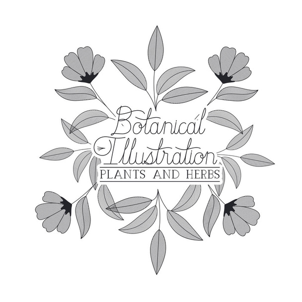 botanical illustration label with plants and herbs - Vector, Image