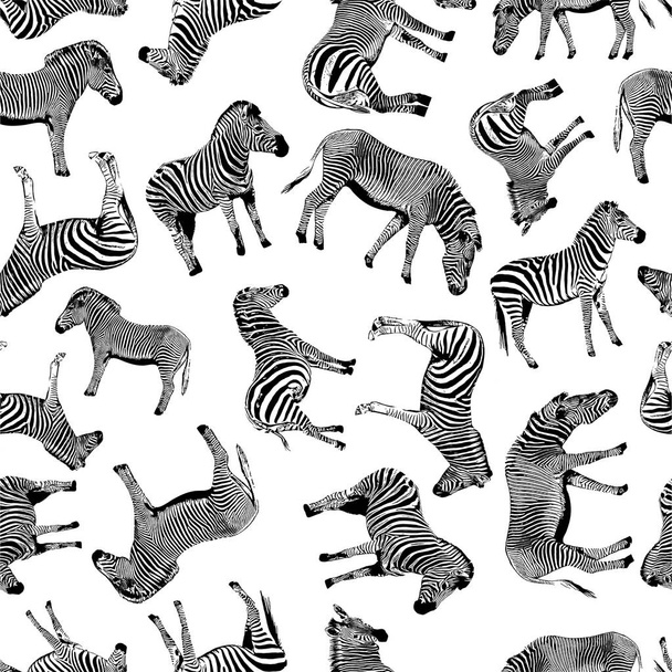 Zebra vector hand drawn graphic illustration seamless pattern on white background - Vetor, Imagem