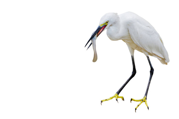 Eastern Great Egret Eating Fish In Mount copy space isolated white background - Photo, Image
