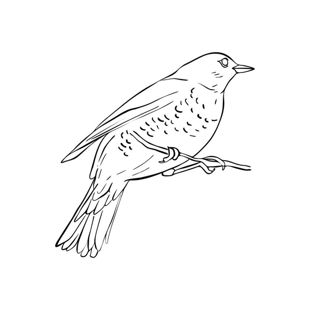 bird at tree branch - Вектор,изображение