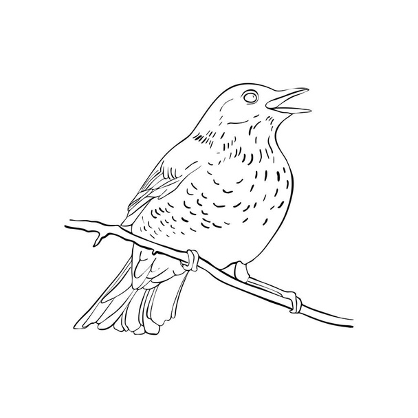 bird at tree branch - Wektor, obraz