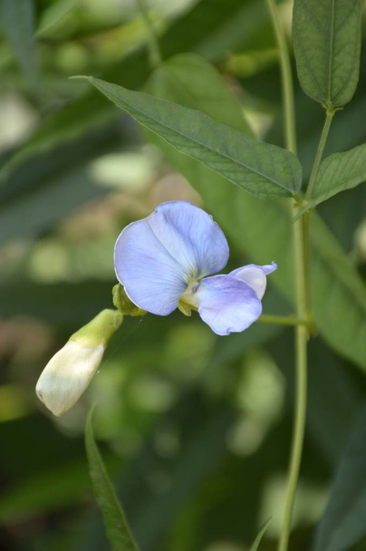 okřídlené bean květina v přírodní zahradě - Fotografie, Obrázek