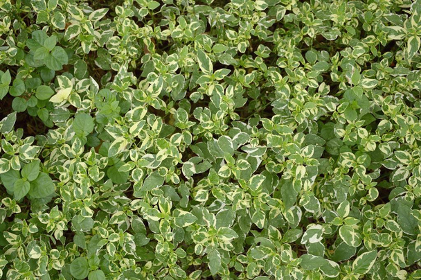 fresh green Graptophyllum pictum plants in nature garden - Photo, Image