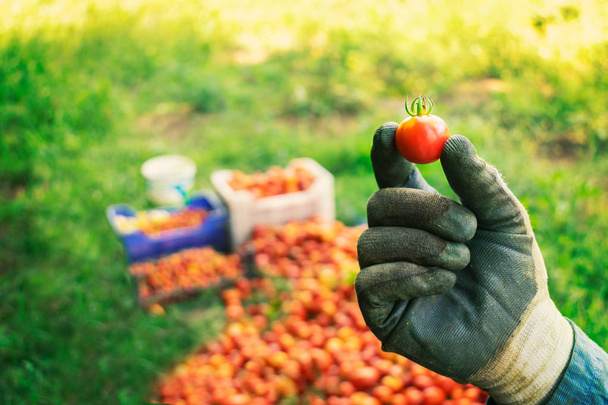 Zemědělec mající jedno malé cherry rajčatové čerstvě sklizené z pole - Image - Fotografie, Obrázek