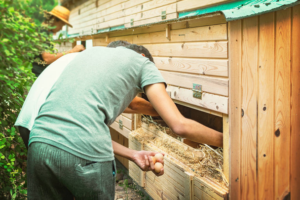 Молоді чоловіки-добровольці збирають натуральні курячі яйця на сільській місцевій органічній фермі - Зображення
 - Фото, зображення
