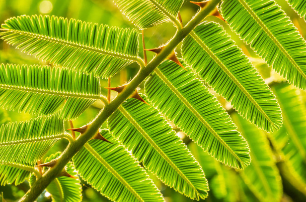 Detail krásné zelené listy s trnem v přírodě pozadí.  - Fotografie, Obrázek