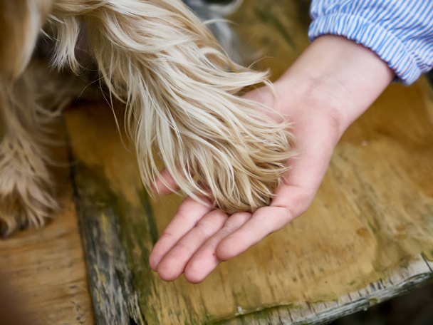 dog paw in human hand - Valokuva, kuva