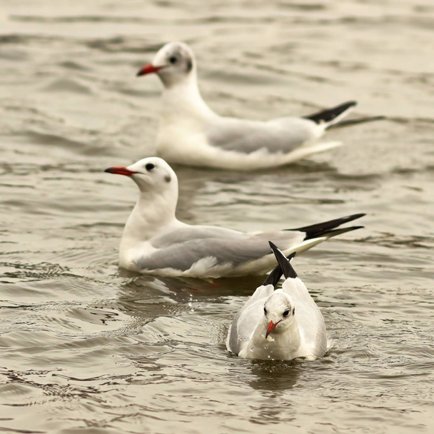 black headed gulls floating on river - Photo, Image