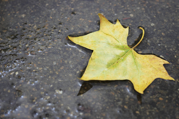 žlutá javorový list snáší vlhké tmavé asfaltové silnici. Podzimní poz - Fotografie, Obrázek
