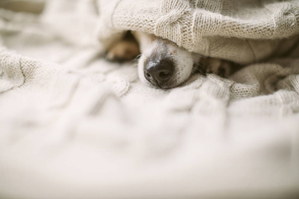 nemocný nemocný chřipka psí nos pod dekou. Útulný domov zotavuje. Psí nos. Starat se o slabé přítele - Fotografie, Obrázek