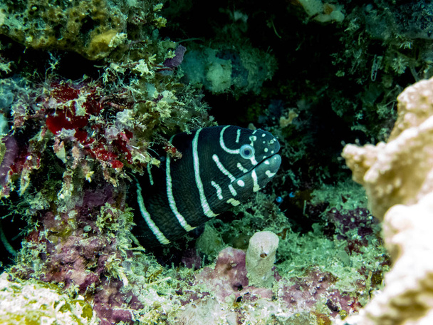 Zebra Moray Eel verborgen in Coral Reef - Borneo, Maleisië - Foto, afbeelding