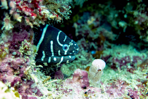 Zebra Moray Eel Hidden in Coral Reef - Borneo, Malaysia - Photo, Image