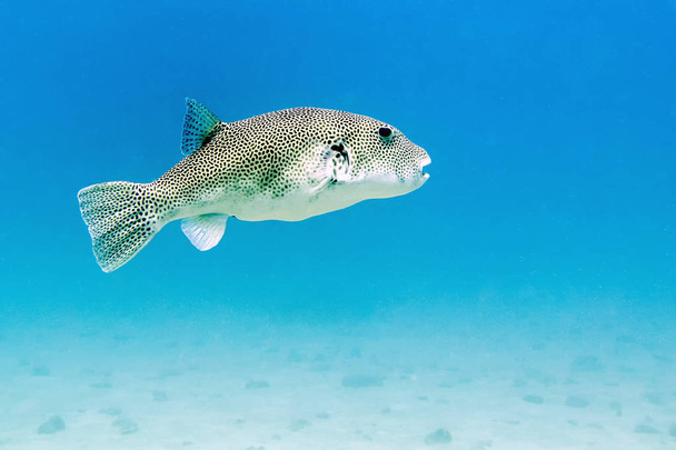 Pufferfish estrellado - Islas Perhentian, Malasia
 - Foto, Imagen