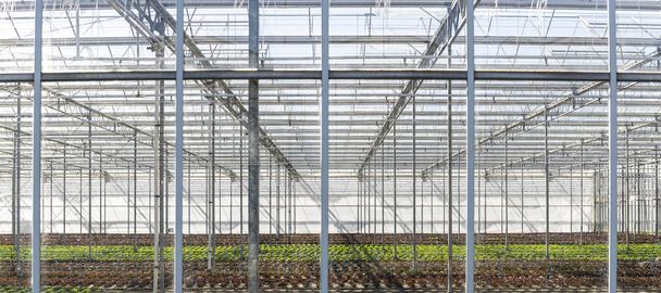 Lettuce Greenhouse at Maasdijk - Photo, Image