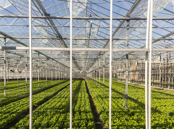 Lettuce Greenhouse Maasdijk - Valokuva, kuva