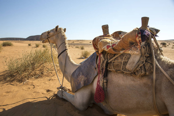 Φόρτωσε καμήλα στην έρημο της Ναμίμπια στο Σουδάν - Φωτογραφία, εικόνα