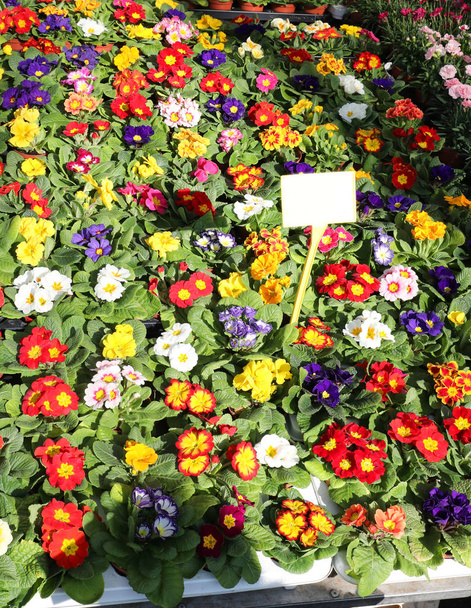 spring flowers in the florist shop in the flower market - Photo, Image