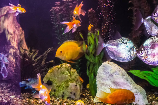 Goldfish in freshwater aquarium with green beautiful planted tropical - Photo, Image