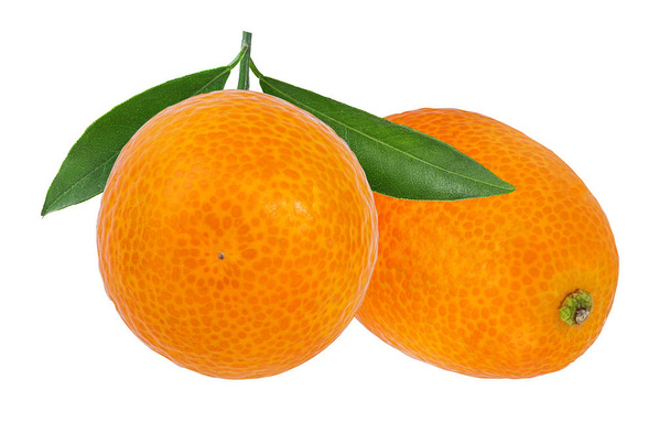 kumquat απομονωμένο σε λευκό φόντο - Φωτογραφία, εικόνα