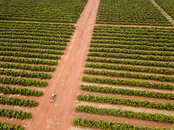 Baumreihen auf einem Bauernhof, Luftaufnahme - Foto, Bild