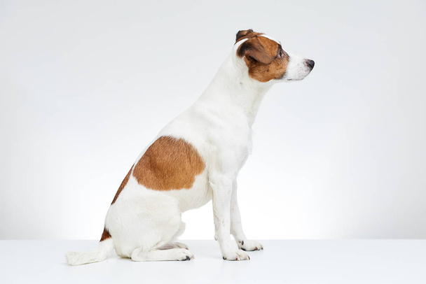 Söpö Jack Russell Terrier istuu sivuttain valkoisella pöydällä valkoisella taustalla
 - Valokuva, kuva