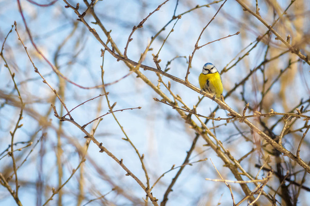hungry wild bird titmouse on a tree in spring forest - Φωτογραφία, εικόνα