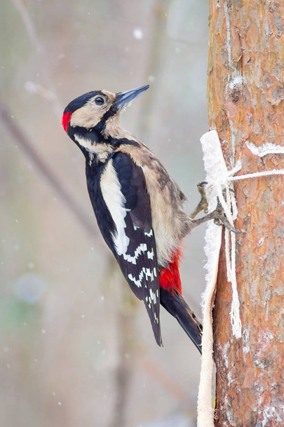 hungry wild bird woodpecker on a tree in spring forest - Fotó, kép