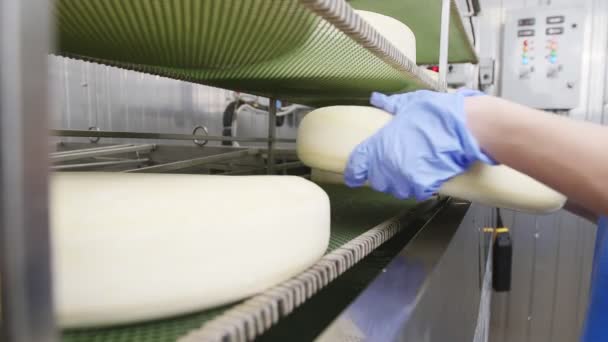 Cheese factory. worker is preparing just made cheeses for seasoning - Footage, Video
