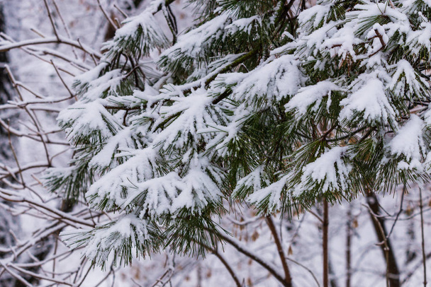 Заморожені соснові гілки на снігу. Гілки дерев під снігом. Гілки снігової ялинки під снігом. Зимові деталі, природний зимовий відпочинок. повна рамка. розмитий фон
. - Фото, зображення