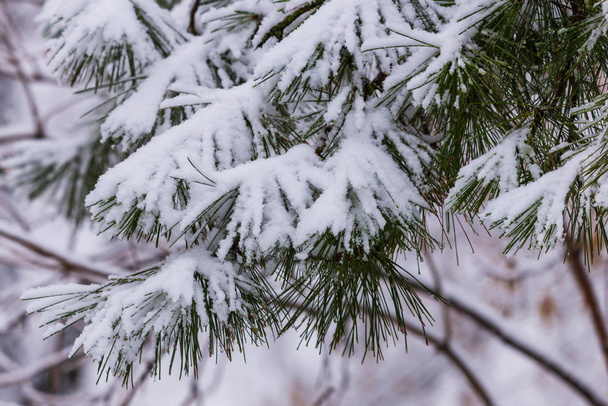 Κατεψυγμένα κλάδους πεύκων στο χιόνι. Κλαδιά δέντρων κάτω από χιόνι. Χιόνι κλαδιά δέντρων ελάτης υπό συνθήκες χιονόπτωσης. Χειμώνα λεπτομέρεια, φυσικό χειμερινών διακοπών φόντο. πλήρες καρέ. θάμπωμα του φόντου. - Φωτογραφία, εικόνα