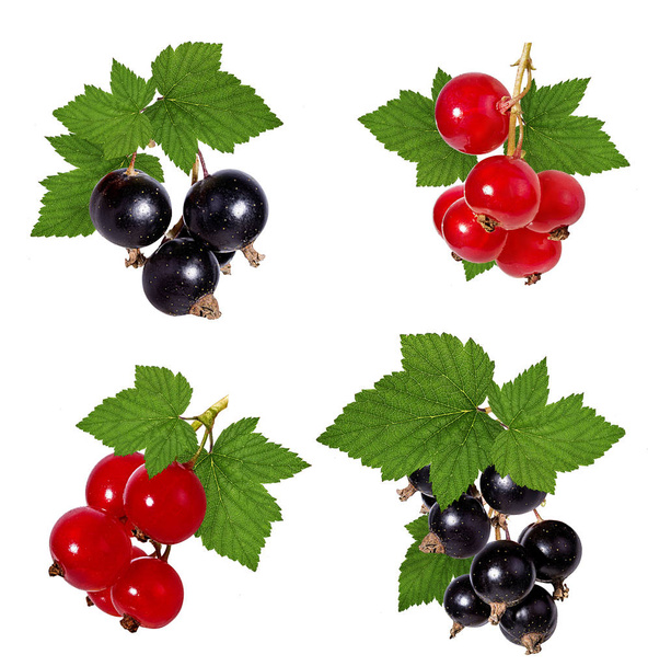 Currant leaf isolated on white background Clipping Path - Photo, Image