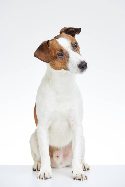 Jack Russell Terrier sits on the white table with his head bowed on the white background  - Photo, Image