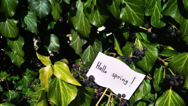 First spring day inscription on paper hello spring on nature background - 写真・画像