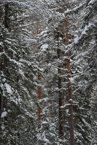 Winter in the wildwood. - Φωτογραφία, εικόνα