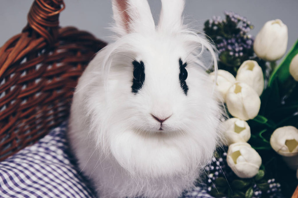 White fluffy rabbit in basket with flowers - Fotó, kép