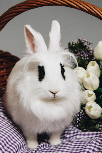 White fluffy rabbit in basket with flowers - Foto, imagen